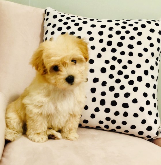 4daaf0c4-f242-4fd5-a9c6-0315e19eea33